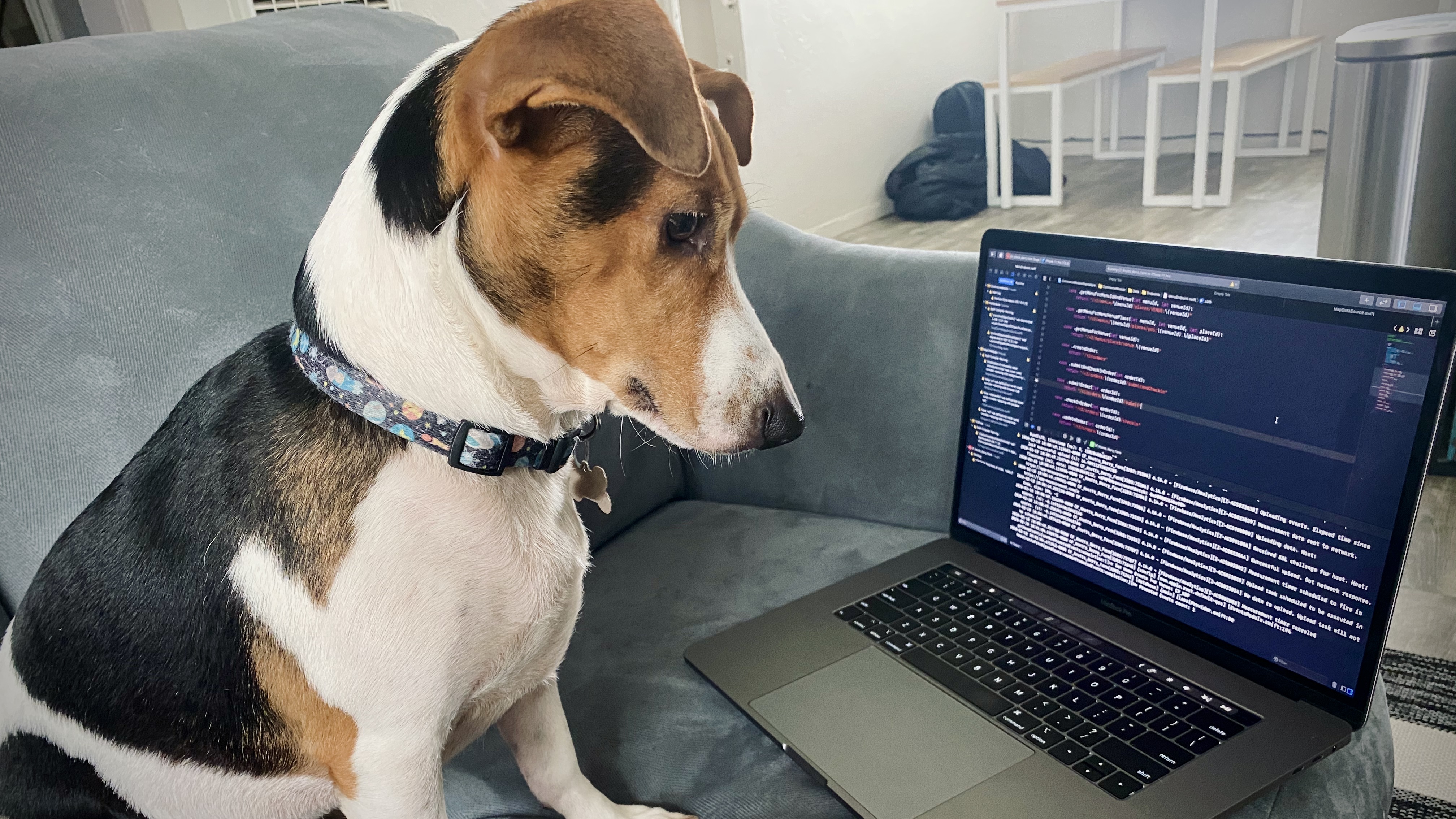 Image of a Jack Russel Terrier staring at a Macbook with Xcode open.